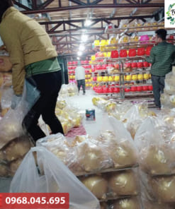 Bán heo đất in logo theo yêu cầu