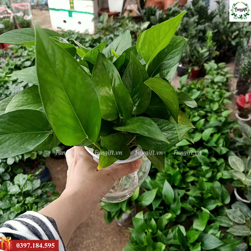 Cây cảnh mini để bàn