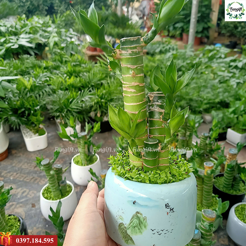 Chậu cây cảnh để bàn phong thuỷ