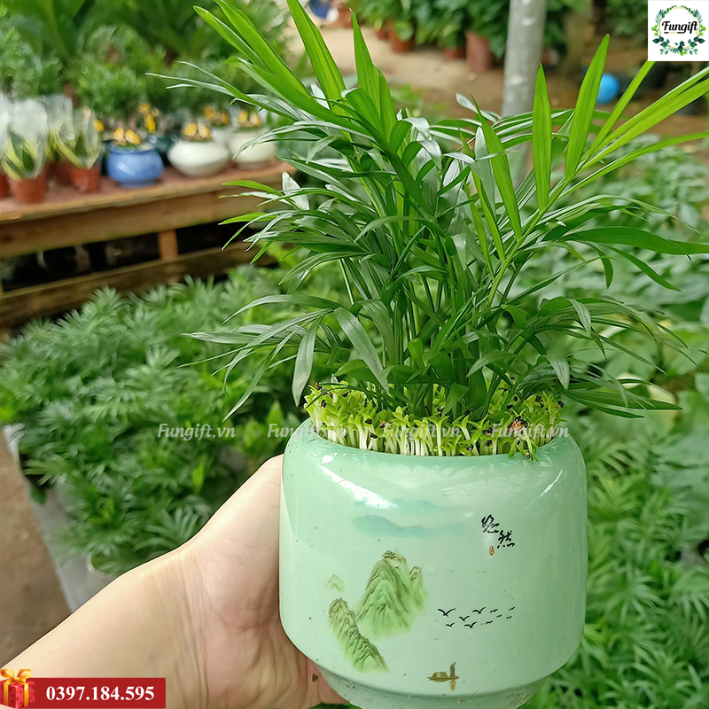 Chậu cây cảnh để bàn dễ thương