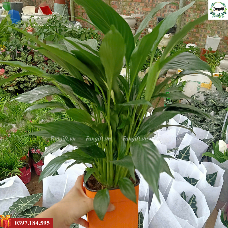 Chậu cây cảnh để bàn làm việc