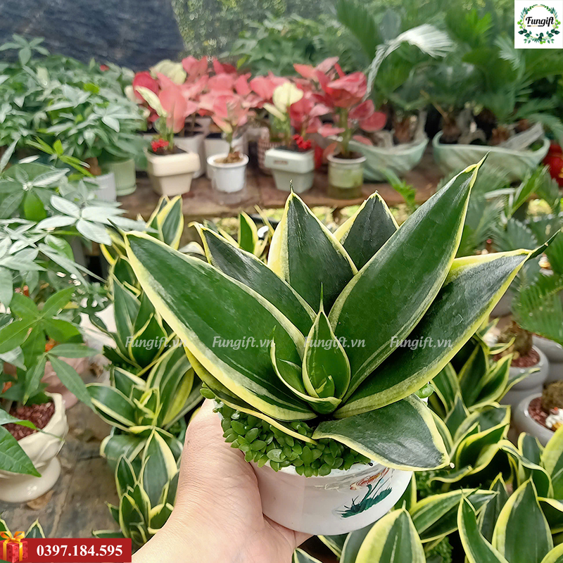 Chậu cây cảnh để bàn xinh xắn
