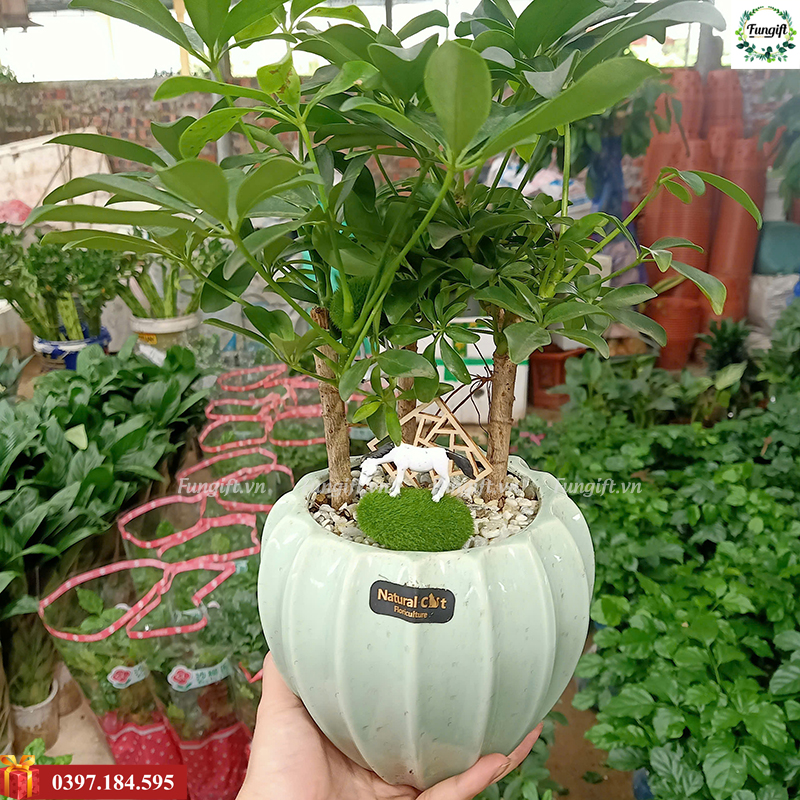 Chậu cây cảnh để bàn