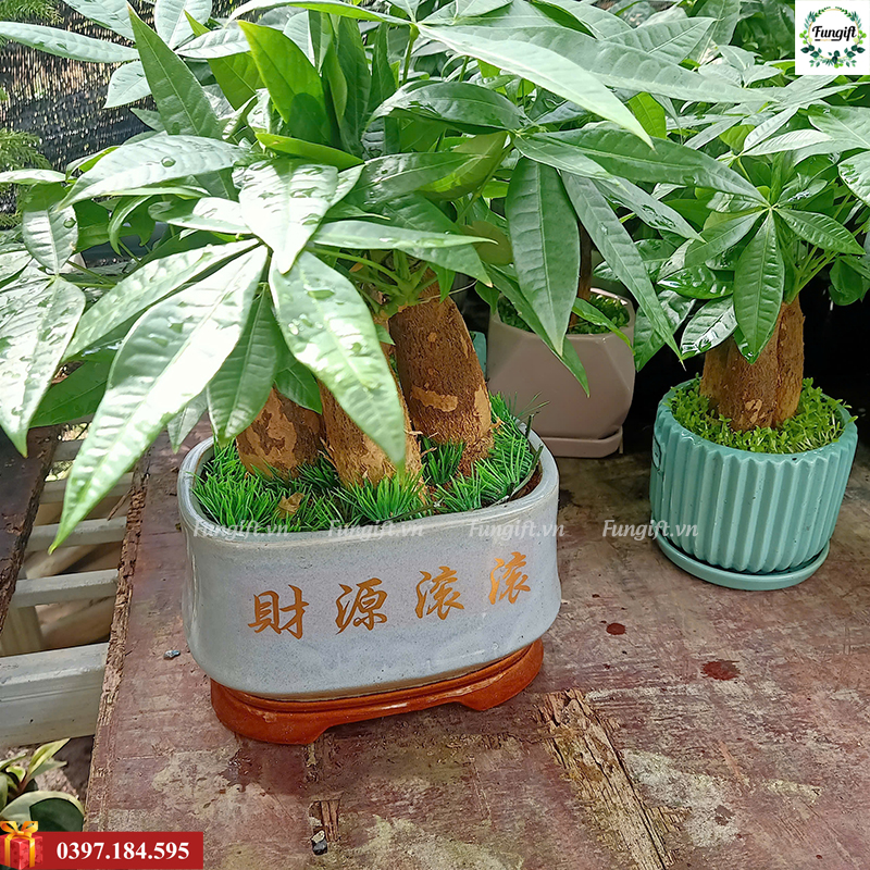 Chậu cây cảnh mini giá rẻ