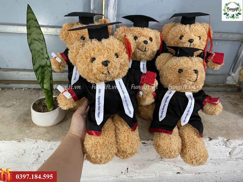 Gấu teddy tốt nghiệp lông xù